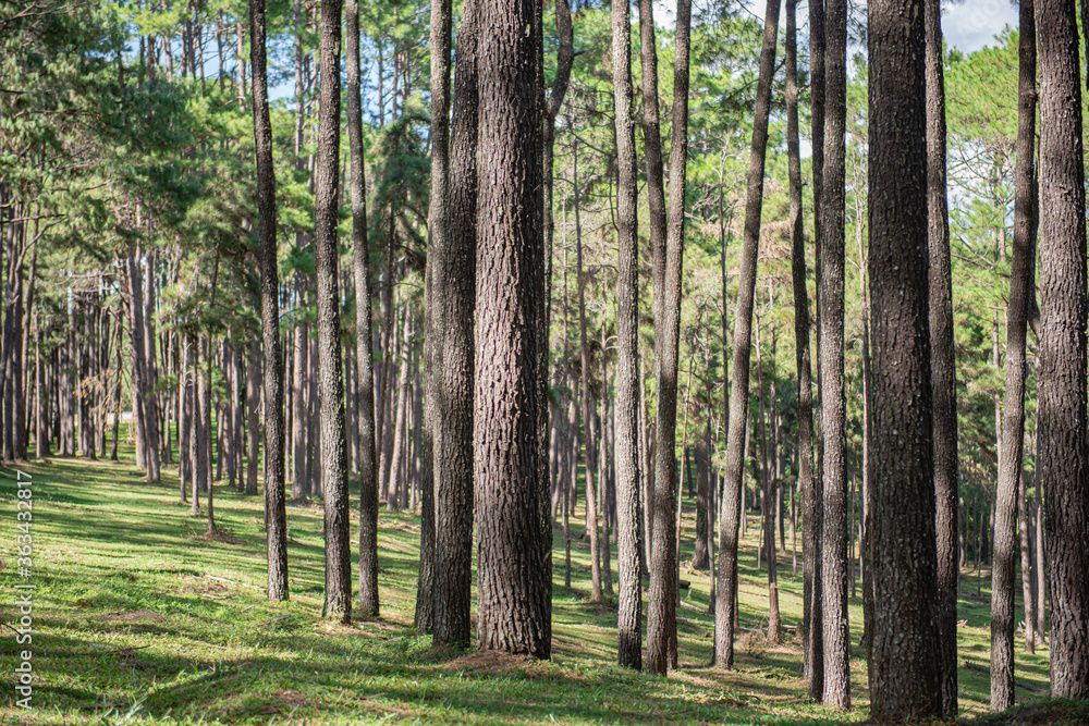 
Beautiful pine forest that grows on the mountains.