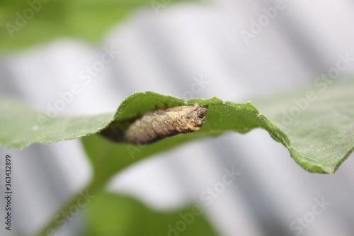 caterpillar