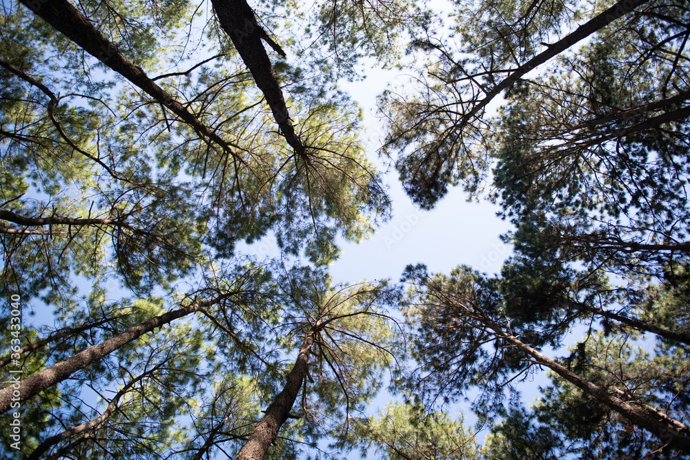 Fototapeta premium Beautiful pine forest that grows on the mountains.