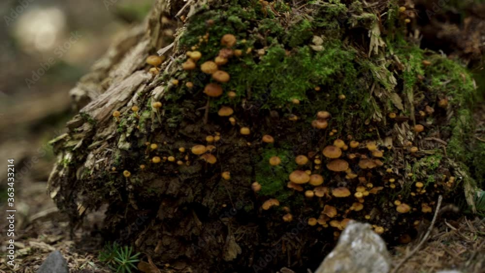 Closeup of small mushrooms growing on a dead log. Closeup of small mushrooms growing on a dead log.