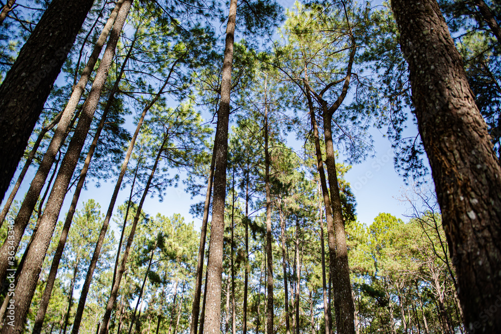 Fototapeta premium Beautiful pine forest that grows on the mountains.