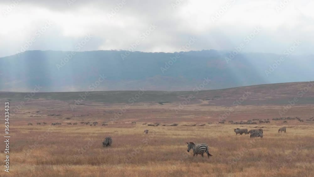 Magnificent landscape of the Ngorongoro crater with zebras looking for food. Magnificent landscape of the Ngorongoro crater with zebras looking for food.