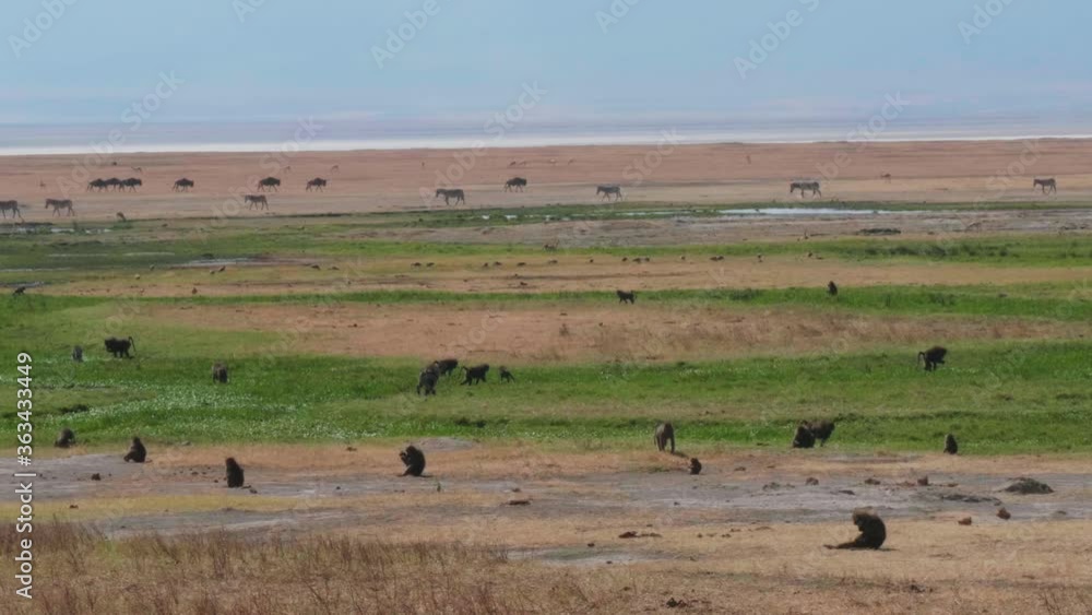Large amount of primates in the foreground in the background of wildebeest zebras. Large amount of primates in the foreground in the background of wildebeest zebras.