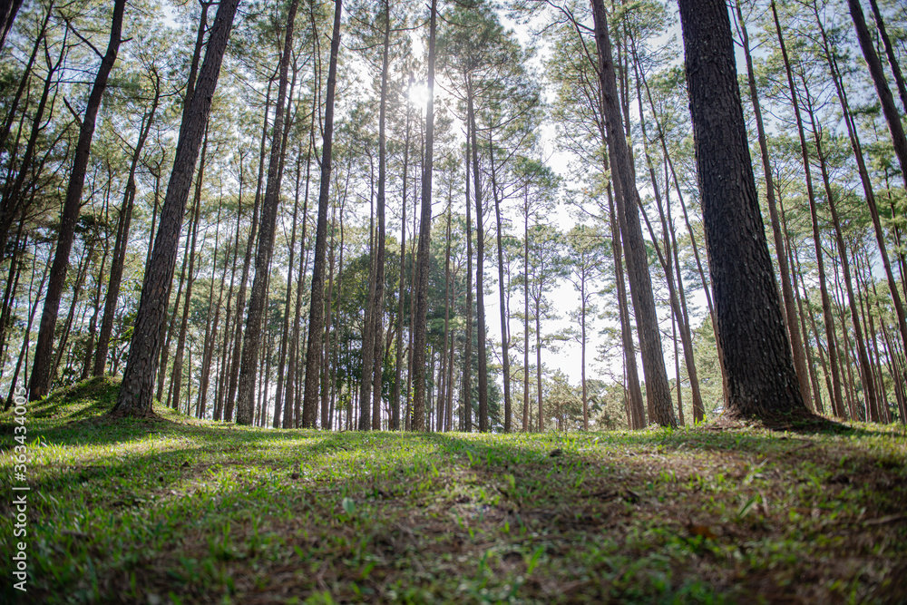 Obraz premium Beautiful pine forest that grows on the mountains.