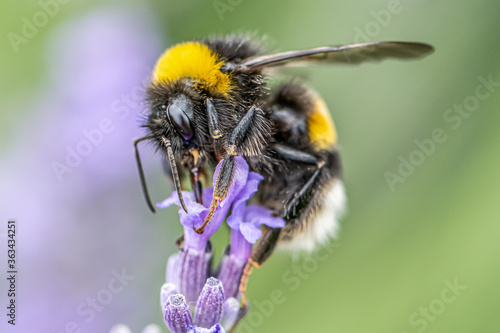 Bumblebee on a Blooming purple lavender flower and green grass in meadows or fields Blurry natural background Soft focus © CL-Medien