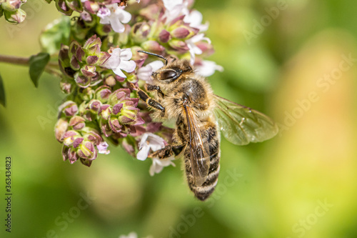 close up of a honey bee extracting nectar form the blooms on a oregano plant in organic garden photo