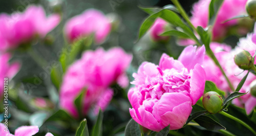 Pink peonies in the garden. Closeup of beautiful pink Peonie flower.