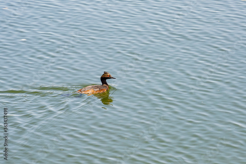 Close up shot of a Black-necked grebe swimming in a pond