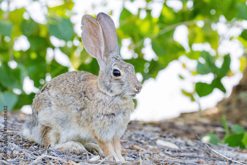 Fototapeta premium Close up shot of a cute Cottontail rabbit