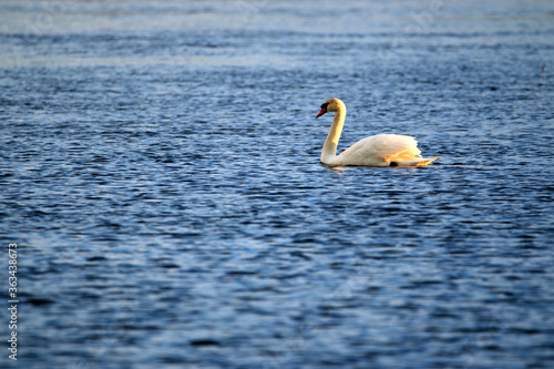 Cygnus olor on the water