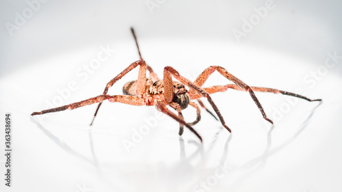 A giant crab spider found in a white bucket
