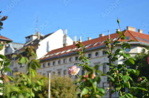 rose on a blurry background of low-rise houses in Budapest