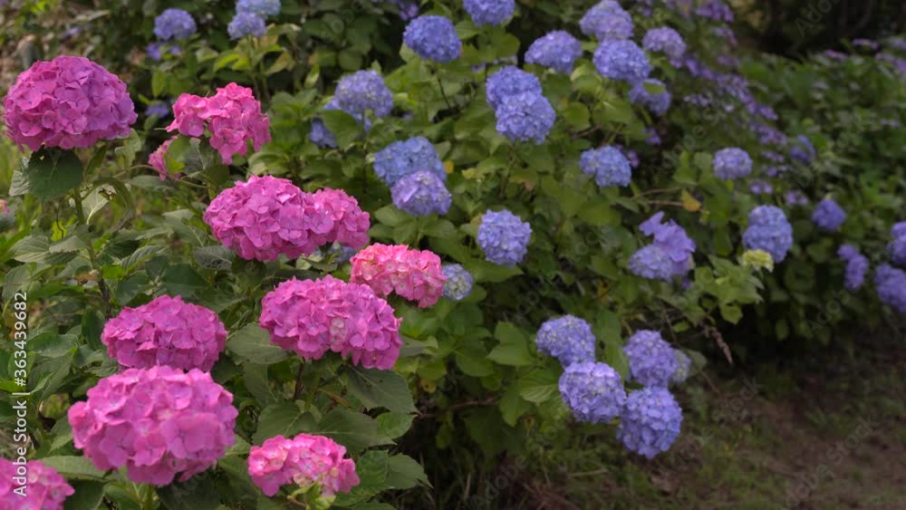Beautiful Pink And Blue Hydrangeas Moving In The Wind And Blooming In Japanese Mountains. - close up Beautiful Pink And Blue Hydrangeas Moving In The Wind And Blooming In Japanese Mountains. - close up