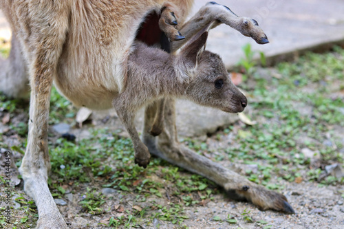 kangaroo and baby