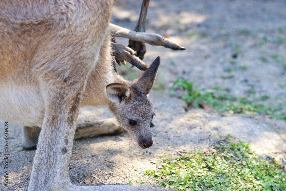 Fototapeta premium kangaroo and baby