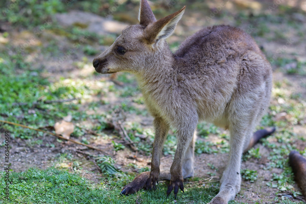 kangaroo with baby kangaroo with baby