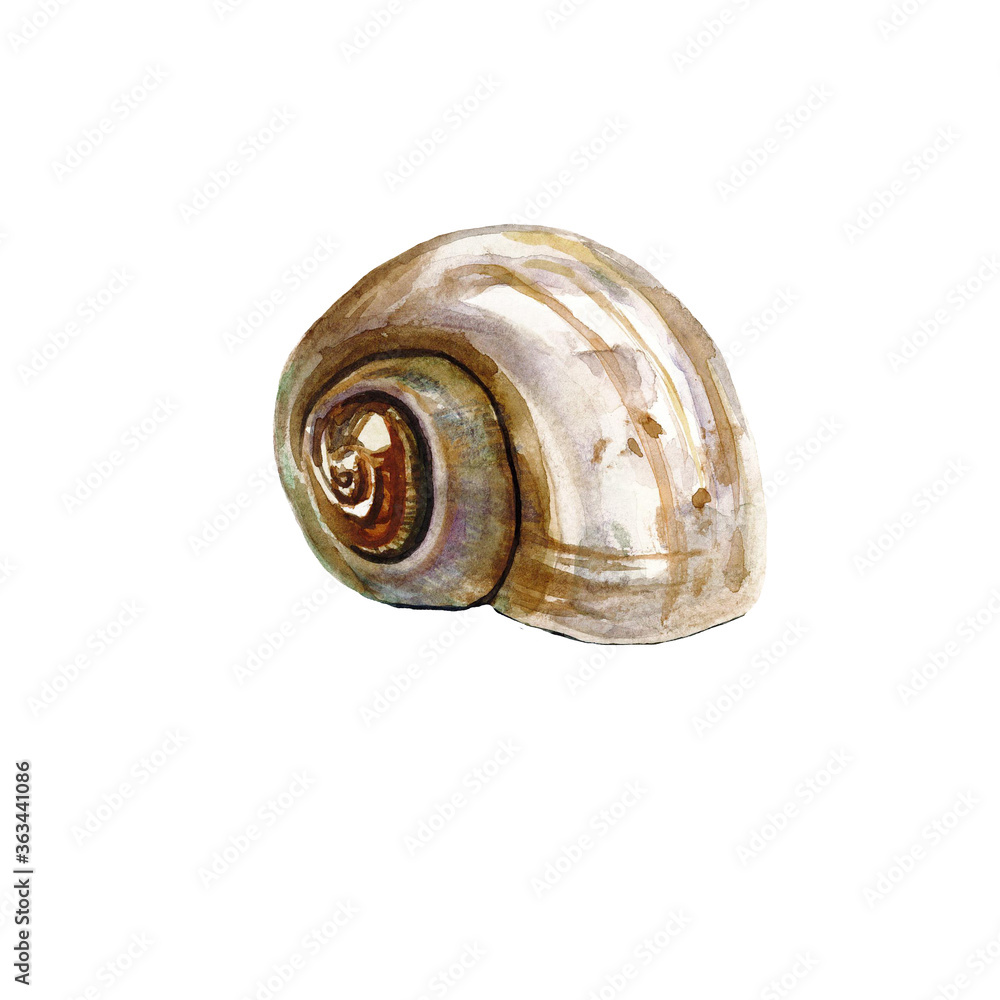 Sea shell white Illustrations. Marine design. Hand drawn watercolor painting on white background. Sea shell white Illustrations. Marine design. Hand drawn watercolor painting on white background.