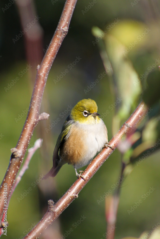 Waxeye on branch