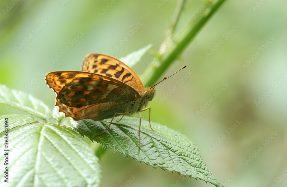 Obraz premium A Silver-washed Fritillary Butterfly, Argynnis paphia, resting on a bramble leaf.