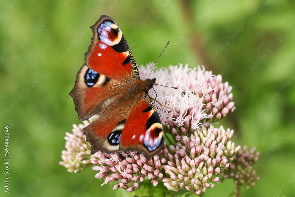 A newly emerged Peacock Butterfly, Aglais io, nectaring from a pink flower in a meadow. A newly emerged Peacock Butterfly, Aglais io, nectaring from a pink flower in a meadow.