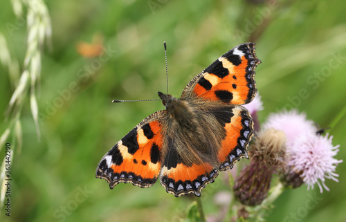 A Small Tortoiseshell Butterfly, Aglais urticae, nectaring on a thistle flower in a meadow.
