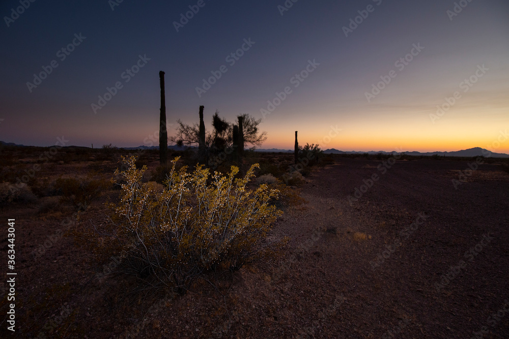 Scrub in the Sunset