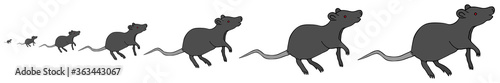 Black rat. Vector illustration. Rodent on an isolated white background. Abstraction. Peddler of plague and other diseases. An animal is a natural reservoir of infection. Bubonic plague. Science.