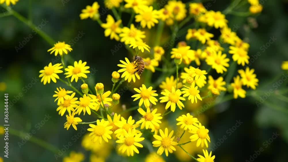 Bee pollinating flowers. Honey bees and pollen. Honeybee pollination. Bug insects in the meadow. Bloooming flowers in spring. Animal nectar. Blossom. Bee pollinating flowers. Honey bees and pollen. Honeybee pollination. Bug insects in the meadow. Bloooming flowers in spring. Animal nectar. Blossom.
