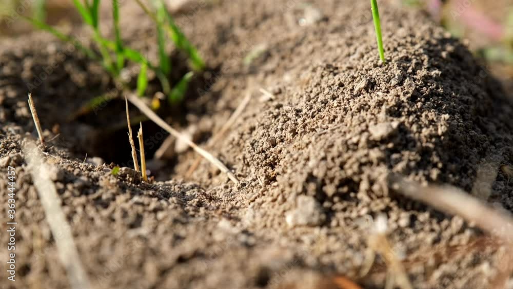 Ant hill. Natural home. Workers in the ground. Colony of ants insect working in the nest. Family together in the wild. Animal. Ant hill. Natural home. Workers in the ground. Colony of ants insect working in the nest. Family together in the wild. Animal.
