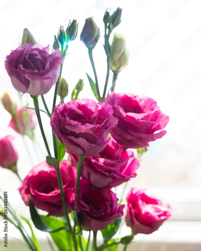 Fototapeta premium Pink Lisianthus in a window