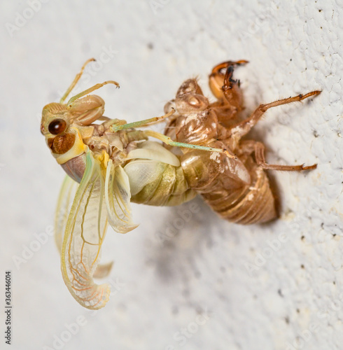 Cicada (Cicadoidea) molting