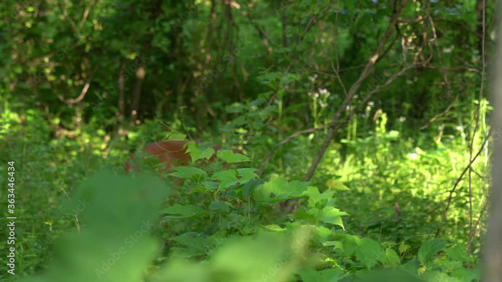 Panning past a tree trunk with out of focus deer in background and switching focus to deer eating and walking through the forest. Panning past a tree trunk with out of focus deer in background and switching focus to deer eating and walking through the forest.