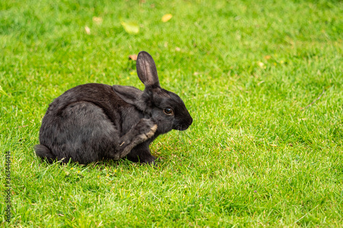close up of a cute black rabbit sitting on green grass field scratching its face with its foot
