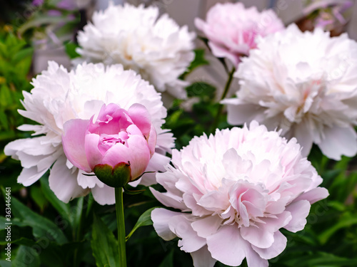 White and pink peonies in the garden