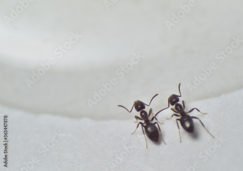 Close up picture of small brown ants, called Odorous House Ants, eating poison. © Diane