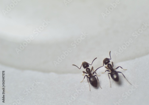 Tableau sur toile Close up picture of small brown ants, called Odorous House Ants, eating poison