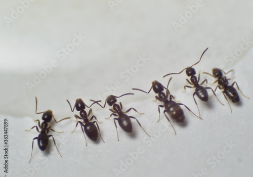 Close up picture of small brown ants, called Odorous House Ants, eating poison. © Diane