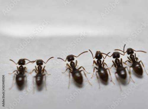 Close up picture of small brown ants, called Odorous House Ants, eating poison. photo