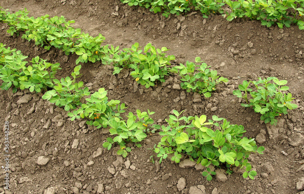 Peanut plants in vegetable beds Peanut plants in vegetable beds