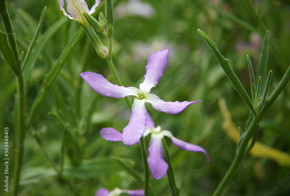 Obraz premium Flowers of Matthiola longipetala