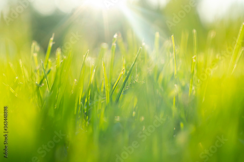 Macro shot view of green fresh summer lawn. Close up view beautiful fresh grass. Green grass pattern and texture. Green lawn