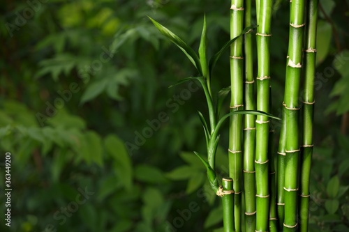 Many bamboo stalks on blurred nature background