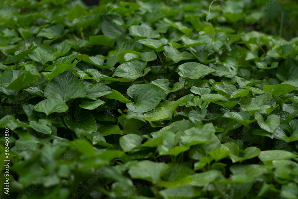 Fresh Green leaf of sweet potato get wet in the nursery farm Fresh Green leaf of sweet potato get wet in the nursery farm