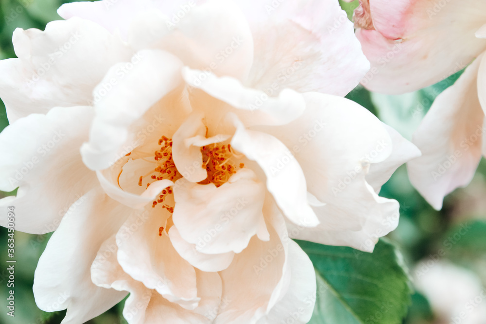 white rose close up white rose close up