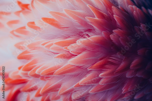 Beautiful close-up of the feathers of a pink flamingo bird. Creative background. 