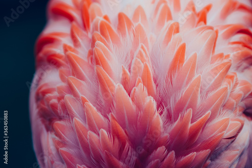 Beautiful close-up of the feathers of a pink flamingo bird. Creative background. 