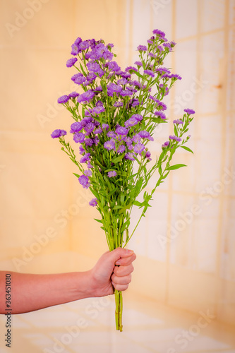 A bouquet of Astee Blue Summer flowers variety  studio shot  purple flowers.