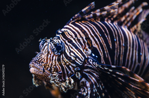 lionfish in aquarium