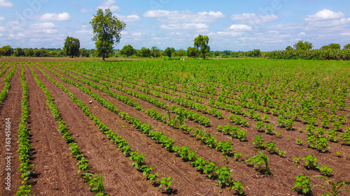 Aerial top view of agriculture field