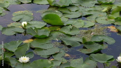 Vertically panning nature shot of lily pads and white lotus flowers sitting on a calm pond or lake in Wisconsin. photo